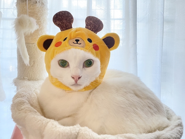 きりんの帽子の猫ちゃん